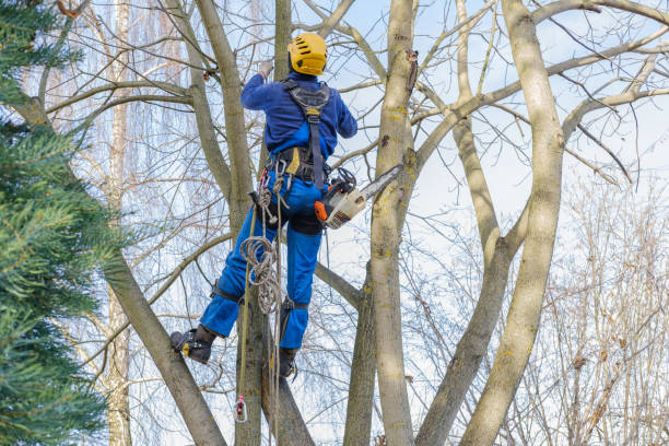 Best Tree Health Inspection  in Delta Junction, AK